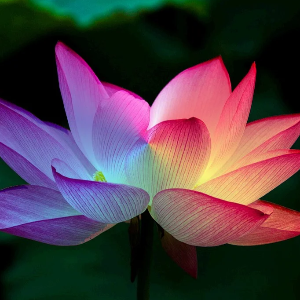 Online Kongress System